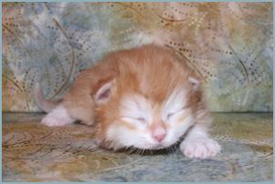 Male Siberian Kitten from Deedlebug Siberians